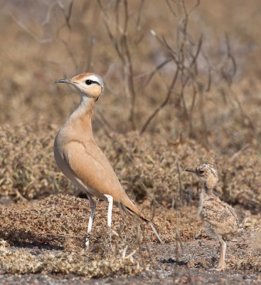 Tijdens een rondrit in een woestijnachtig gebied op het eiland Santiago(cape verdie), een ontmoeting met een aantal renvogels.
Zoals de naam al aangeeft, bewegen renvogels zich haast altijd rennend voort. Komen ze echter in een situatie terecht die ze niet goed kunnen overzien, dan blijven ze kaarsrecht stilstaan en kijken rustig naar alle kanten om zich heen.