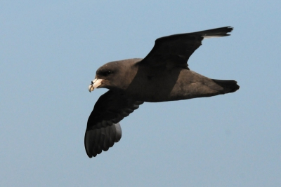 Dit is de donkerste morph(variant) van de Noordse Stormvogel.Bijna 99,9% van de vogels in de Beringzee is bruin tot die puur chocolade bruin.
Tijdens een tocht van 10 dagen zagen wij slechts enkele malen een vogels met witte kop en zeer lichtgrijze vleugels;en dat tussen tienduizenden donkere exemplaren.