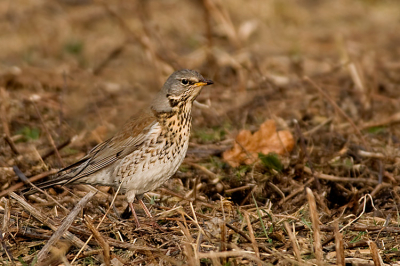 Redelijk licht weer. Deze vogels zaten met een groepje in de ruige landschap te struinen naar iets eetbaars. Vanuit de auto genomen op een rijstzak.