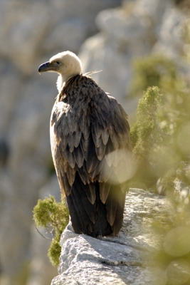 Een van mijn eerste confrontaties met deze machtige vogel. Zittend op de rand van de Gorge du verdon gaf hij me alle gelegenheid deze plaat te maken.