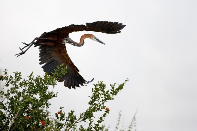 Tijdens onze bootsafari kreeg ik de kans deze imposante reiger te fotograferen.