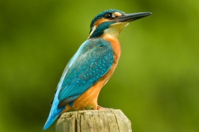 Deze ijsvogel kwam regelmatig terug op het paaltje om een duik te nemen en er met een visje vandoor te gaan