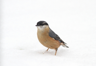 Door de dikke laag sneeuw die overal lag, voelde deze boomklever zich genoodzaakt wat zaadjes op de grond bij elkaar te scharrelen.