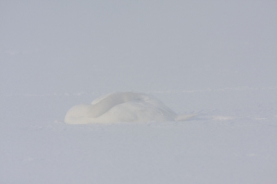 Deze knobbelzwaan lag rustig te slapen in de sneeuw, een foto gemaakt met dit als resultaat 'een wel erg witte foto'