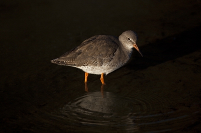 Doordat het begin van de maand ook zo vroor waren de meeste slootjes dichtgevroren. Deze Tureluur had nog een stukje open water gevonden en maakte daar dankbaar gebruik van samen met wat andere soorten.  

Mvg, Michiel