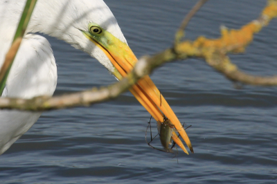 Hij kwam zo dicht lang de vogelkijkhut dat het een close-up werd.