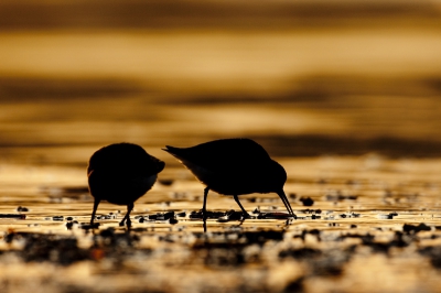 Vandaag een dagje aan het strand geweest. Erg veel plezier gehad met verschillende soorten die voor de lens kwamen.
Terwijl het zonnetje onderging getracht wat silhouetjes te maken. Vond dit wel een leuk beeld.

Mvg, Michiel