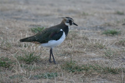 Deze keivit liep heerlijk rustig in het weiland. Ik had tijd genoeg om hem zo te fotograferen.