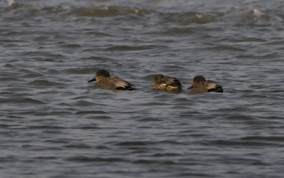 vlak voor het strand bij een pier zwommen deze 2 heren en een vrouwtje.... maar wat voor schoonheden hebben we hier gezien?? bvd