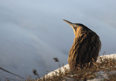 Vandaag mijn allereerste roerdomp gezien!! Wat zijn het toch merkwaardige vogels. De roerdomp zat in de nabijheid van een gemaaltje waar nog een wak in het ijs aanwezig was.