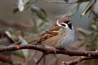In my local patch there are many Tree Sparrow. They build mixed flocks with house sparrows.At the time is not like winter here, so they find enough food on the field.