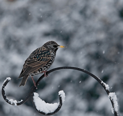 Common Starling on feeder in West Sussex, England garden during heavy snowfall of January, 2010.