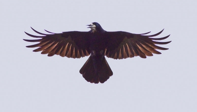 Met deze foto doe ik mee aan de fotowedstrijd "Beste vogelfoto 2009 "