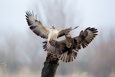 Not as cold as this winter, February 2009 was still cold enough to see Buzzards fighting over their prey frequently.