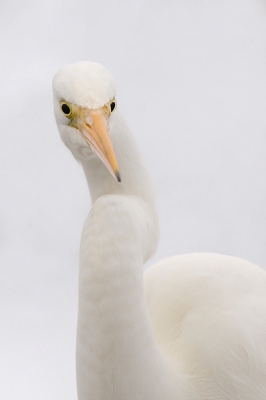 Deze Grote zilverreiger in de sneeuw liet zich goed benaderen terwijl hij bij een wak stond te vissen.