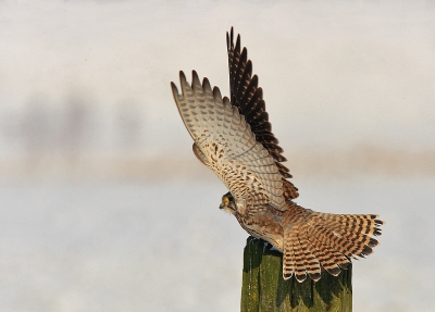 Dit Torenvalkje zat rustig op het paaltje totdat het geduld van een mede foto-enthousiast opraakte en hij weg reed... Achteraf toch niet zo heel erg !