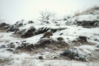 Kwalitatief niet de beste, maar als een totale sfeer plaat vind ik de moeite. Deze kleine jager, peuzelend aan haar nog kleinere prooi in de oneindige duinen, in deze barre tijden. Wat is de natuur mooi, wreed, aandoenlijk en rust in 1.