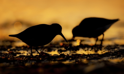 De laatste foto die ik upload uit de tegenlicht serie die ik een paar dagen geleden aan het strand gemaakt heb. Vond deze wel leuk met de onscherpe vogel op de achtergrond en de druppels bij de voorste.

Mvg, Michiel