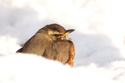 Als bolle streepjes veren
op de warme zon vertrouwen
Als ree-bruine ogen
je in twijfel aanschouwen
Als de glans van koper
verscholen gaat in bruisend wit.

Dan weet je dat er in de sneeuw
een Koperwiekje zit.