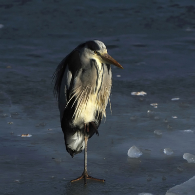 Op het ijs tussen de schotsen zag ik deze Reiger staan.
Wat leuke foto's gemaakt en wat geexperimenteerd met licht en hier specifiek alleen belicht op het borst gedeelte, wat volgens mij een leuke plaat opleverde; graag verneem ik jullie visie in deze.