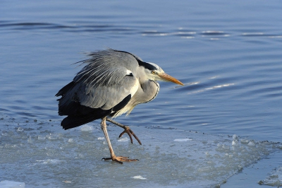 Hier een opname van een Blauwe Reiger op de ijsschotsen in een spannende houding.
