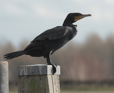 Er zaten twee aalscholvers van een heerlijk najaarszonnetje te genieten. Voor mij genoeg tijd om een paar mooie foto's te maken. Bij deze het resultaat