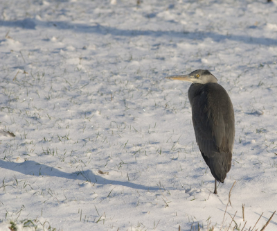Hallo allemaal, mijn eerste foto op Birdpix. Deze blauwe reiger bleef lang zitten zodat ik hem scherp op de foto kon zetten. Ben benieuwd naar jullie reacties en eventuele tips!