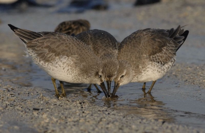 Nabij de zandopspuiting op het strand van Kijkduin. Een grote groep steltlopers fourageert hier, waaronder een aantal Kanoeten. Ze eten van (stukken) schelpdier die met het zand meegekomen zijn, en houden elkaar daarbij goed in de gaten, zoals deze drie!