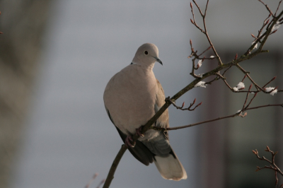 Deze turkse tortel zat vanochtend in de tuin waarschijnlijk te genieten van het mooie winterse landschap...