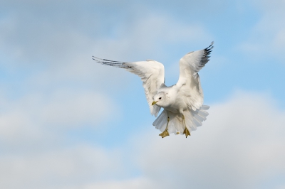 Mijn eerste foto op Birdpix... Ik vind de houding en de achtergrond wel spreken.