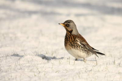 Vandaag een geluksdag wat vogels in de tuin betreft. Verschillende nieuwe soorten (+ hoogste aantallen). Gisteren had ik een appel in 2 gesneden en op het gras gegooid. Het resultaat vandaag was een kramsvogel. Het was mij nog nooit gelukt een kramsvogel goed te platen en werd al stilaan jaloers op de foto's op deze site. Ik ben rustig naar het tuinhuis gewandeld en heb eventjes gewacht. Hij kwam snel terug en poseerde ook nog eventjes...