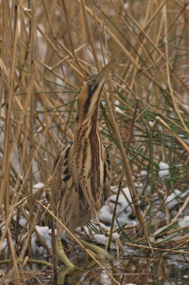 Mijn eerste upload op birdpix, en ja hoor nog een Roerdomp. En van Nederlands mooiste vogels, gelukkig laten ze zich nu weer zien en kunnen we genieten van een gigantische hoeveelheid Dompen.