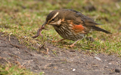 Ik werd getipt door een kennis dat er koperwieken rond zijn huis zaten. Ik had geluk Hij had net trek en ving een lekkere vette worm