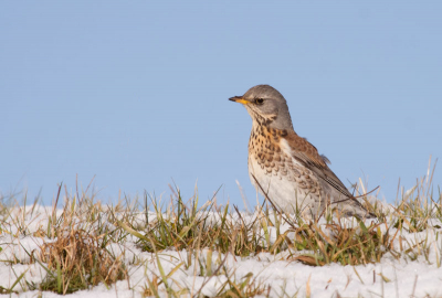 Dit is een verbeterde bewerking van de kramsvogel. In t geheel niet naverscherpt. De vorige upload heb ik met lightroom laten verkleinen en tegelijk laten verscherpen. Na t uploaden zag ik het verscherpingsrandje m.n. rond de snavel. Deze lijkt me beter?