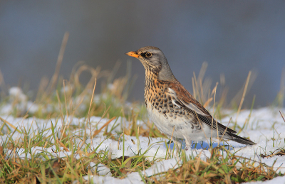 Eindelijk is een mooie Kramsvogel kunnen platen die niet meteen op de wieken ging ! Deze werkte erg lekker mee !