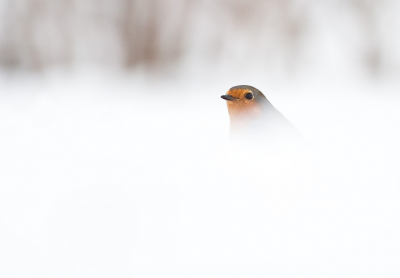 Gisteren was het weer erg druk in mijn tuin, het is altijd weer een verrukking om deze prachtige vogels te fotograferen.