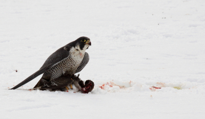 Wat een prachtige ervaring vanmiddag. Tijdens een rondritje met de auto dacht ik in de verte een buizerd te zien zitten op een kadaver. Heel rustig verder gereden en dichterbij gekomen bleek het een slechtvalk te zijn die een smient had geslagen!! Nog nooit zo snel de camera van de achterbank gepakt en een paar foto's gemaakt. Hij vertrouwde het niet helemaal en ging verderop zitten. Ben dan ook  maar doorgereden zodat hij zijn maaltijd af kon maken.
Wat een prachtvogel!!!!