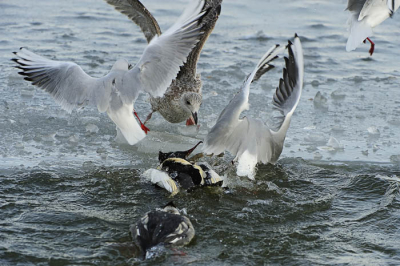 Tussen de ijsschotsen in de Visserijhaven speelden zich wilde taferelen af.
In het grote wak waren een paar Grote Zaagbekken regelmatig bezig om wat te eten naar boven te halen. Om het wak heen zaten een paar reigers en diverse meeuwen af te wachten wat de zaagbek nu weer aan vis naar boven bracht. Op het moment dat de prooi te zien was, doken alle omstanders op de zaagbek om hem het lekker afhandig te maken. Dit lukte bijna altijd en zoals op de foto te zien is werd de zaagbek hierbij bijna gesloopt.