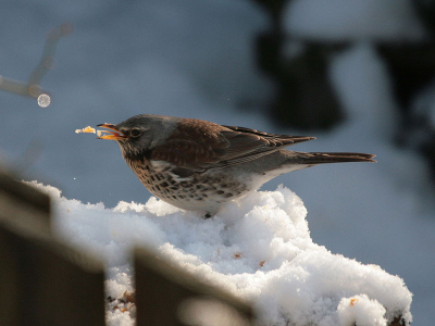 Deze kramsvogel zat op de voederplank lekker te peuzelen van een stukje fruit. Hij (of zij) is inmiddels een vaste gast in onze tuin!
