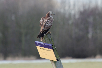 Na een hele dag op pad te zijn geweest (van Hoek van Holland, Zeeland en weer terug via Vlaardingen) en helemaal geen foto's te hebben gemaakt, zagen we vanaf de snelweg deze mooie buizerd zitten. Het was al aan het schemeren, maar toch een poging gewaagd. Een aantal keer vloog de buizerd weg, maar uiteindelijk bleef hij rustig zitten.