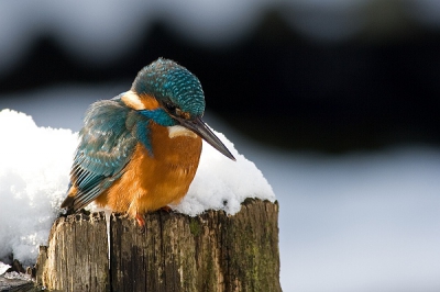 Er was vandaag van alles te zien in de Arkemheen, het was dan ook druk en dit ijsvogeltje trok ook dus veel bekijks.
Prachtig zonnetje, maar o zo moeilijk belichten met de sneeuw, toch best tevreden met het resultaat.
Gemaakt vanaf rijstzak met de 400D, 400mm 5.6L met Kenko 1.4 extender.