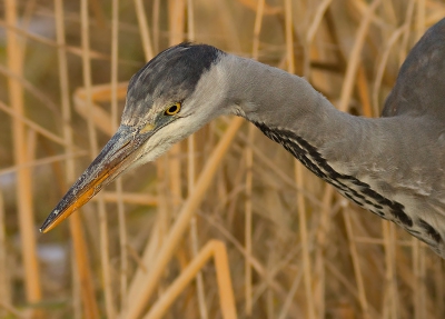 Deze reiger stond verdekt opgesteld tussen de struiken. Eenmaal te voorschijn gekomen kon ik me gang gaan. De afstand tussen ons was maar  ca 12 meter
Eenmaal