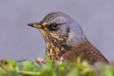 Er zaten vandaag nog volop Kramsvogels hier in de polder. Ze kwamen zo dichtbij dat ik mooi een portretje kon schieten. Gr. Arthur