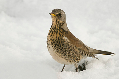 Deze kramsvogel zit elke dag op ons dak van het schuurtje en kijkt zelfs niet meer op of om van onze aandacht. Hij blijft lekker appeltjes eten. Nu al 3 of 4 dagen en hij wil er niet meer weg. Hij kijkt wel nieuwgierig om zich heen of er kapers op de kust zijn.