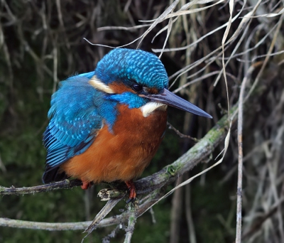 Vreugde en jolijt: na jaren (een mens durft het haast niet te zeggen...) eindelijk m'n eerste IJsvogel. Het licht was niet makkelijk, de hoek ook niet, maar 'k ben tevreden.