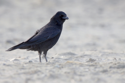 Deze foto is speciaal gemaakt voor Daan. Die vroeg om een foto van een Zwarte Kraai. Zie je hoeveel zand en over het strand vloog? Zit ook in mijn oren ;)