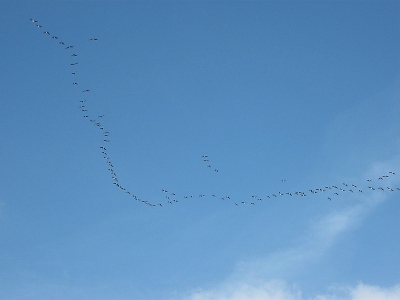 tijdens mijn  wandeling in de uiterwaarden van de rivier
hoorde en zag ik deze groep ganzen  onderweg naar het noordwesten over komen vliegen .