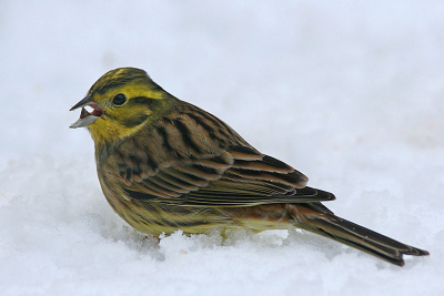 Foto gemaakt in de sneeuw achter huis. Het sijsje bivakkeerd al enkele dagen in de stuiken en laat zich moeilijk zien. Het is nu toch gelukt.