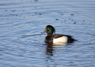 Deze kuifeend ging vlak voor mij in het water zitten, een paar foto's gemaakt en deze vond ik de mooiste vooral het groene wangetje.