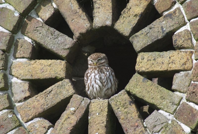 Een wat minder idyllisch decor voor dit Steenuiltje, maar niettemin fotogeniek. Omwille van de symmetrie positioneerde ik de vogel midden in het beeld (iets wat ik anders stelselmatig vermijd)